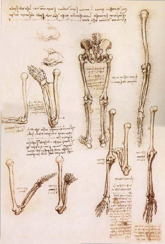 LEONARDO da Vinci Anatomical studies of the basin of the Steibeins and the lower Gliedmaben of a woman and study of the rotation of the arms